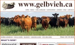 The Canadian Gelbvieh Association is the national governing body responsible for breed improvement, breed advancement, and breed promotion for the Gelbvieh breed of cattle. To obtain bulls, females or crossbred Gelbvieh, contact the CGA or a Gelbvieh breeder in your area.