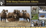The Wild Sheep Foundation Alberta mission is to promote and enhance increasing populations of indigenous wild sheep in Alberta through the funding of programs that support responsible wildlife management, conservation education, youth involvement and the preservation of Alberta's hunting heritage.